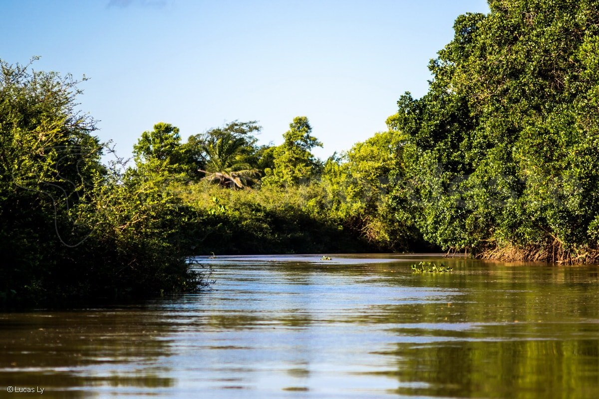 Mangrove Delta Do Parnaïba