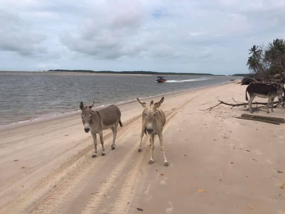 Kitesurf au Brésil: Downwind de Jéri à Atins